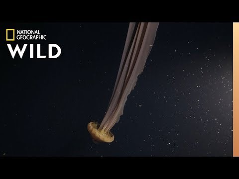 A Dream-Like Giant Jellyfish | Hunt For the Giant Squid