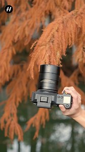 A close view of pine needles reveals fine structure, gentle colour shifts, and quiet precision across the frame, with detail remaining consistently clear at 100MP. 🔍✨ 📸 Kinoko，X2D II 100C & XCD 2,5/90V #Hasselblad #X2DII #MediumFormat #100MP #NatureDetails | Hasselblad