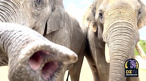 1.1K views · 152 reactions | Happy #EndangeredSpeciesDay! As a...