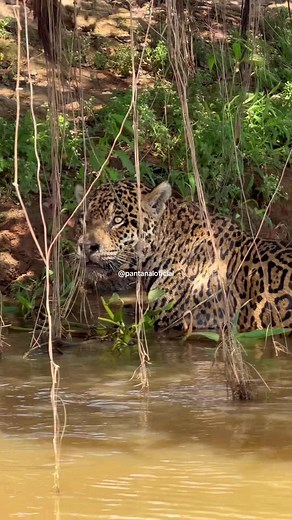 Onça-pintada no Pantanal: emoção de ver jaguares livres
