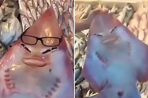 Creepy rare shark with a face like a HUMAN is caught in Mediterranean by fisherman