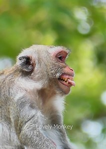 1.8K views · 51 reactions | Monkey Jane smile, monkey jane she is take care monkey jonna more drink milk, lovely monkey. | Lovely Monkey | Facebook