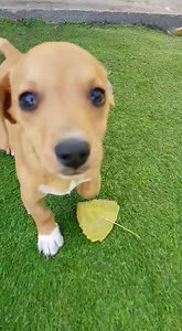 And then there was two .. Two girlies .. One a short legged Jack Russell puppy, the other longer legs 💜💜💜 Please share them on for homes .. Mommy has been adopted but wants her babies to go to homes first - she does not want to abandon them at our kennels 💔 @ ODIN, George 0720841374 | Oudtshoorn Dogs in Need