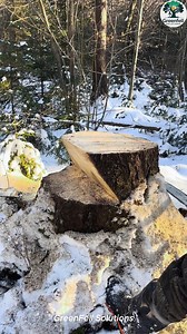 Perfect Stump Cutting Technique Using a Chainsaw | GreenFell Solutions