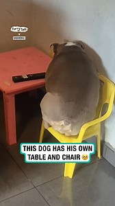Dog gets up and sits on plastic chair | Sebastian Cafe Latin Restaurant