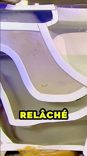 This is how a mouse gets into your toilet 🐭