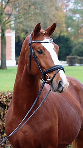🎄State Stud Celle - Advent Auction 🎄 Discover the finest selection of elite horses at the renowned auction by the state stud Celle⭐️ The exclusive collection offers a unique opportunity to acquire top-quality horses, meticulously bred and trained for excellence. With this auction all your christmas wishes will be fulfilled 🎁 Don’t miss your chance and register to bid🔨 🗓️ 9 - 11 December 📲 @landgestuetcelle #CMHAuctions #LandgestuetCelle #Auction #DecemberAuction #HorsesForSale #Youngsters 