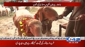 Saggian Mandi Ki shan , Majnu Aur Mahiwal | City42