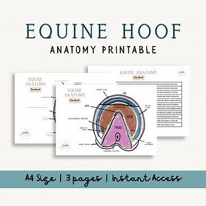 Equine Hoof Diagram and Info Pack | Horse Hoof Anatomy PDF Printable | Labelled & Unlabelled Charts, Structure, Function - Etsy
