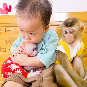 Omg monkey PUPU face sad jealous when Baby Nguyen hug baby monkey Poki | Family Monkey Vola