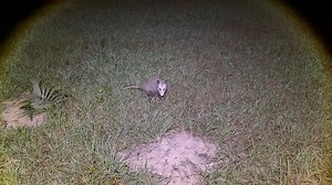 20K views · 2.6K reactions | Playing with a possum | Shirtless Jake's Homestead | Facebook