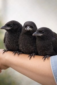 🖤 The Magic of the Crow: Nature’s Smartest Companions Crows are often misunderstood, but these photos capture their true essence—intelligent, social, and incredibly loyal. Whether they are forming unlikely friendships with a playful dog, resting beside a peaceful fox, or simply showing off their glossy feathers, there is something truly mystical about them. From their problem-solving skills to their deep family bonds, crows remind us that nature is full of wonder. Who else finds these "black-fe