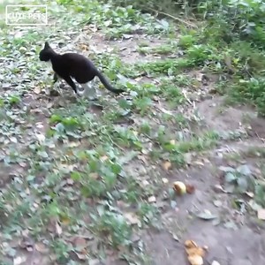 When I called, the cat came out of the hole and meows | Cat Lovers In The World