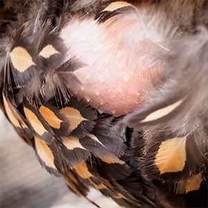 Broody hen - Breaking the cycle - Backyard Chicken Advice