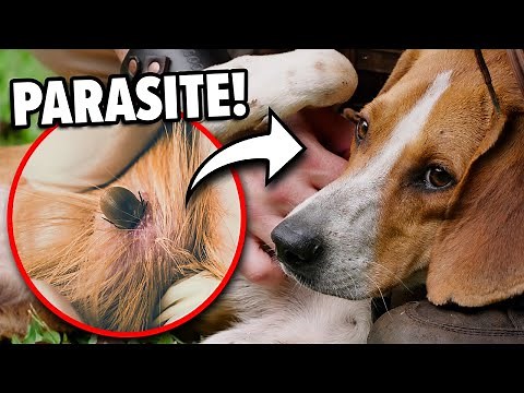 Tick Infested Puppy! Can We Save Him??
