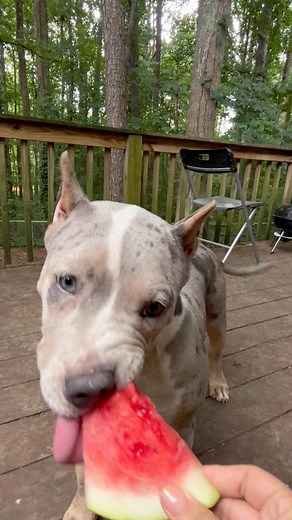 Does your dog like watermelon? 🍉 #puppylife #asmrvideo #asmreating #dogloversfeed | XL Bully Diary