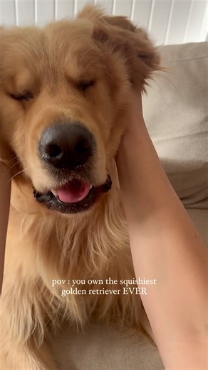 leo and henry on Instagram: "I just wanna squish him all the time. He’s the most smooshy thing everrrrrr. Ps look at his little teefs I grew up with female goldens, but ever since getting leo, I’ve really started to notice how different male goldens can be physically. SO CUTE 🥺✨ #goldenboy #goldenretriever #dogmum #squishydog #smooshyface #squishydogface"