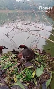 Amazing couple bird builds home & raises their children! 🐤🐣🐥🥰🥰 | Before I knew It I was A Lesbian.