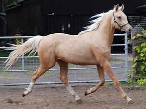 Quarab - Alchetron, The Free Social Encyclopedia