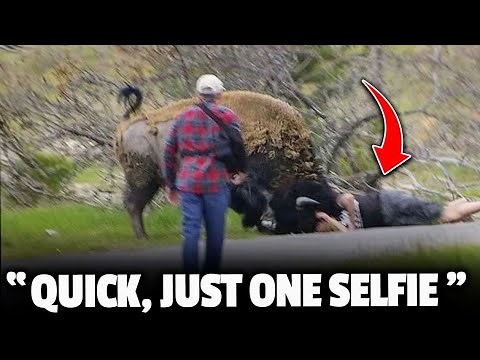 The Most Gruesome Bison Attack Ever Recorded In Yellowstone Park