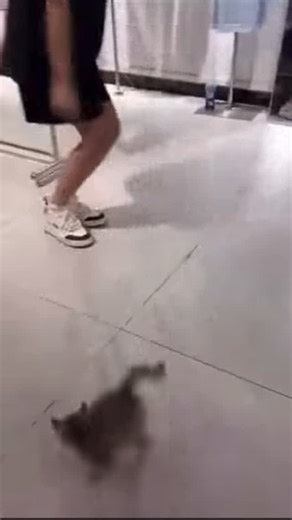 @the_fuck_bus_ on Instagram: "Caturday, biaches!"