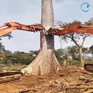 Tree felling skills | MD MC