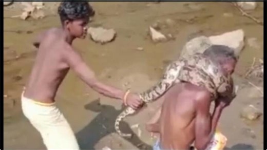 Drunk man wraps python around his neck, son and his friends rescue him | Video