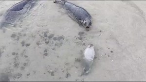 Swimming lessons this morning on Inner Farne beach - never too young to start 🦭 https://www.farne-islands.com/trips/grey-seal-cruise-trip/ | Billy Shiel Farne Islands Boats