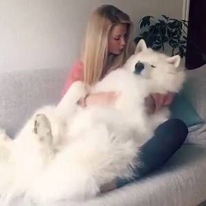 A big fluffy snowball