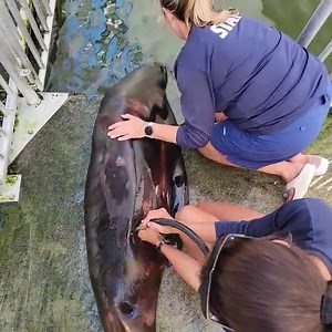 Have you heard of husbandry training? It doesn't have anything to do with a husband! 😜 Husbandry training helps animals become active participants in their health procedures. Our sea lions, for example, are trained to blow air out of their lungs. This helps ultrasound visibility because their lungs aren't in the way! #SeaLion #Saturday | Theater of the Sea