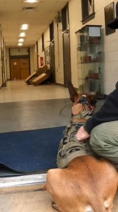 K-9 search training 🐶 🐕 🐕 💝 #K9Dog #K9Life #K9Unit #WorkingDog #DogLovers #DogLife #DogsOfFacebook #DogWorld #PoliceK9 #K9Officer #K9Training #ServiceDog #SecurityDog #ProtectionDog #GuardDog #K9TrainingLife #StrongDog #SmartDog #LoyalDog #BraveDog #DogPower #ObedienceTraining Reach & Viral #ViralDogs #PetLovers #AnimalLovers #DailyDog #DogReels #DogPost | Dogs Training Hub