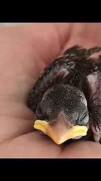 Spatzenküken wird aufgepäppelt 😍