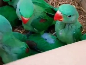 Beautiful ringneck parrot talking voice compilation plus | BIRD 24