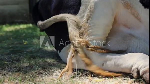 Insightful Close-Up Scenes of a Relaxed Cow Resting Comfortably on Grassy Ground with Detailed Features of Its Body and Tail in Natural Settings