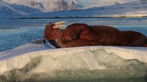 Have you ever been on a boat in Svalbard and met a walrus?😀 We wish you all a lazy Sunday! www.en.visitsvalbard.com 📷 Niclas Ahlberg | Svalbard