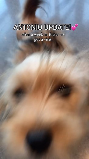 Santa Cruz SPCA on Reels