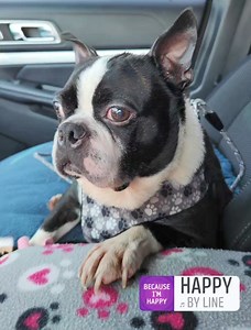 5.6K views | Second Chance Dog Rescue on Reels | Facebook