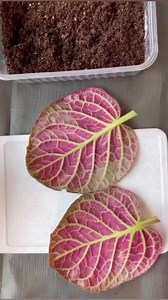 44K views · 2.4K reactions | Plant Leaf Cutting Propagation Technique...