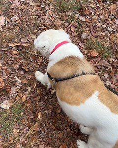 Beacon Animal Rescue on Reels