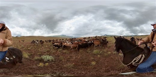 2.3K views · 178 reactions | 鸞 Check out our an immersive video from our Cattle Drive 360 camera rider Lindsay Bridges - giving you a near to true experience of being on the drive yourself!  USE YOUR FINGER TO PAN AROUND THE VIDEO #reno #Nevada #rodeo #cattle #cowboys #backcountry #adventure #video #films #360camera #rural | Reno Rodeo | Facebook