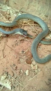 #snake #snakesofinstagram #snakes #reptile #reptiles #reptilesofinstagram #ballpython #python #reptilelover #nature #snakesofig #ballpythonsofinstagram #animals #wildlife #snakelover #ballpythons #exoticpets #pet #art #petsofinstagram #pets #royalpython #animal #ballpythonmorphs #reptilekeeper #boa #serpent #herpetology #tattoo #snakebreeder | BingBing | Facebook