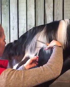 2.4K views · 13 reactions | Here’s how we tidy mane with curved safety scissors and a comb ✂️ Head to our website to purchase. | Clippersharp | Facebook