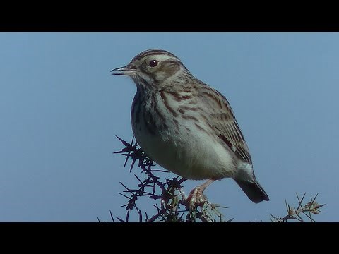 Alondra totovía (Lullula arborea) Woodlark ++