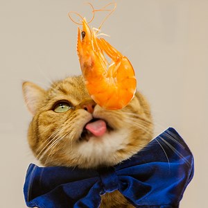 20K views · 166 reactions | Ce chat est plutôt difficile en matière de nourriture  | BRICO ADOS | Facebook