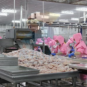 [Hot Item] Slaughterhouse Rotary Feather Plucking Duck Processing Line Goose Slaughter Line