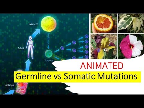 GT - 14; Germ-line Mutation vs Somatic Mutation