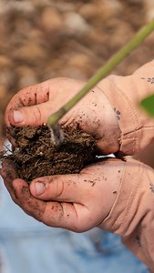 We’re sifting our three year old compost that will be used as a mulch for our fall garlic planting. It’s fungal dominant and teeming with microbes. | The Local Harvest Market