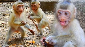 Amazing Baby Rainbow Walking Two Legs To Ask RAmbutan From Me Instead The Milk While Mom Libby Adopt Her Even She Weeping.... | Newly Monkey Tube