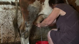 milking a cow manually in a stable