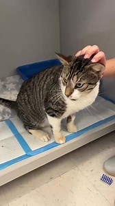 iHeartCats.com on Reels | Facebook